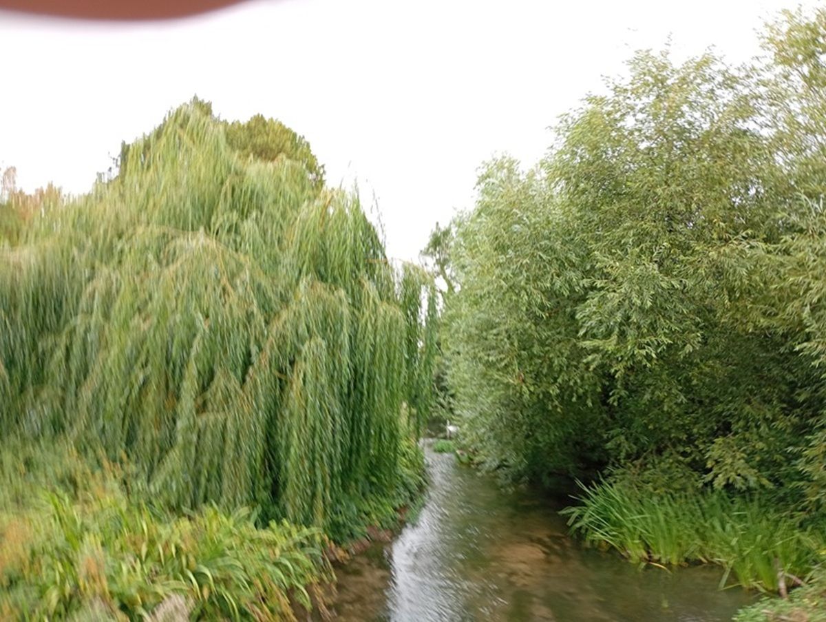 Willow by the River Coln